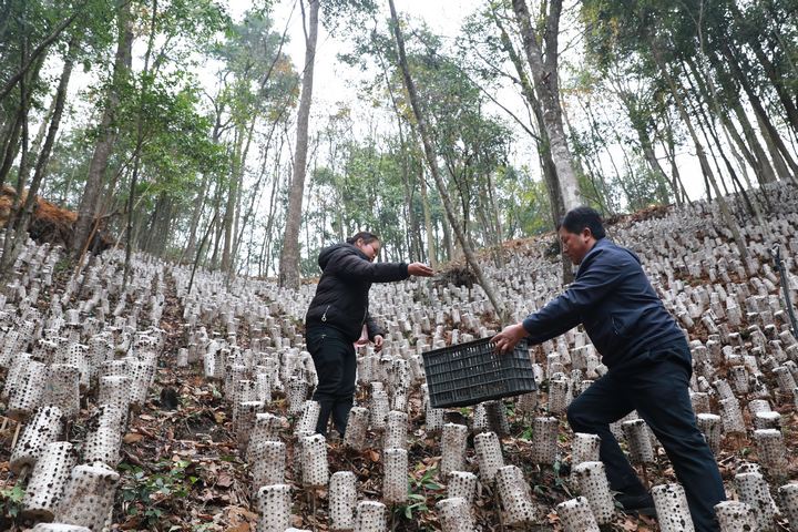 村民在采收林下黑木耳。