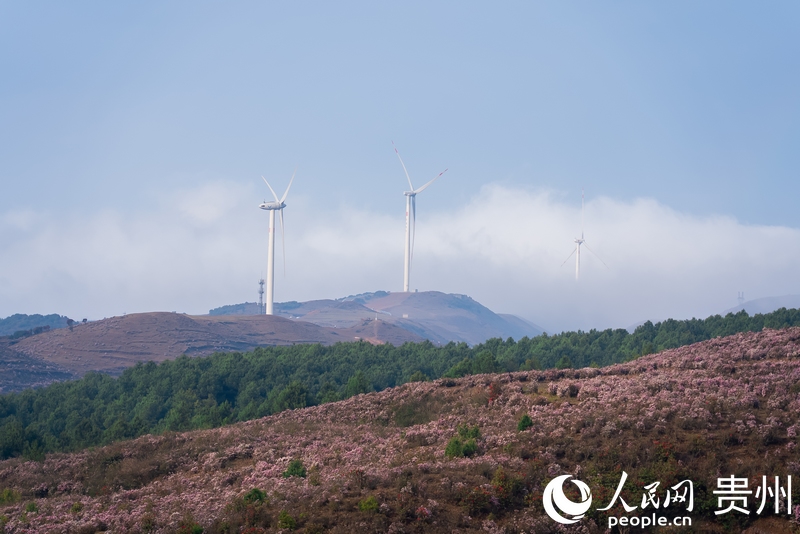 烏蒙大草原內的野生高原矮杜鵑。人民網 涂敏 攝