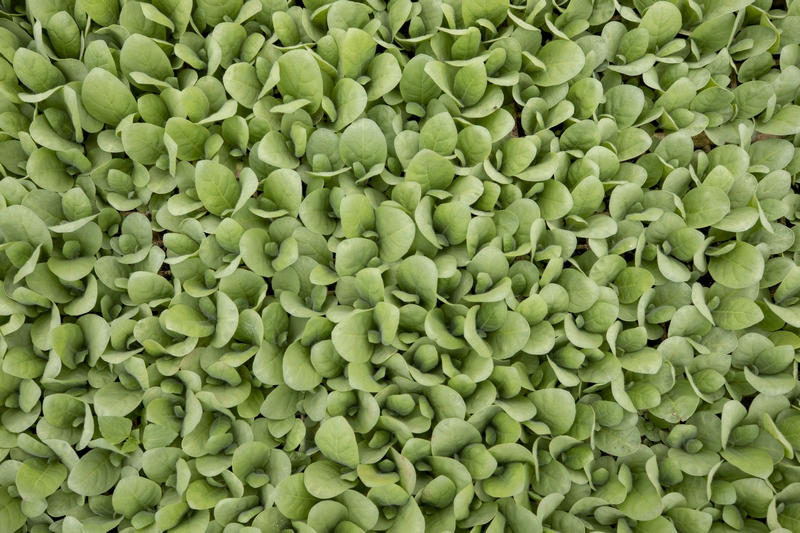 春耕時節，赫章縣鐵匠苗族鄉積極組織引導動員種糧大戶和烤煙種植大戶，充分調動群眾春耕生產積極性，全力抓好春耕生產。這是長勢良好的 大棚烤煙育苗。李學友攝