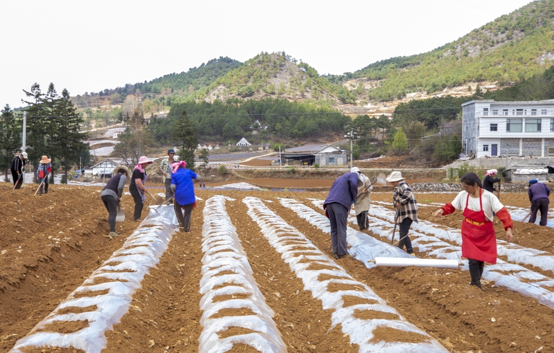 春耕時節，赫章縣鐵匠苗族鄉積極組織引導動員種糧大戶和烤煙種植大戶，充分調動群眾春耕生產積極性，全力抓好春耕生產。這是村民進行烤煙起壟蓋膜。 李學友攝