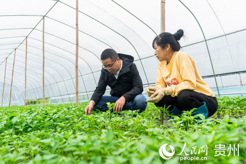 村干部在大棚內查看辣椒幼苗長勢。人民網記者 涂敏攝