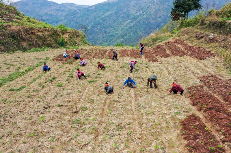 村民正在開展黃精管護。劉夢攝