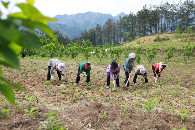 村民正在為黃精除草。劉夢攝