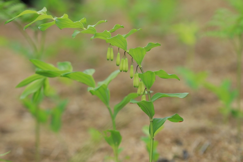 長勢喜人的黃精。劉夢攝