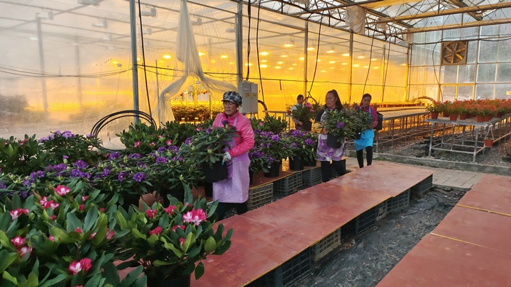 工人們正忙碌著搬運杜鵑花。