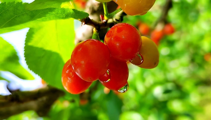 櫻桃。