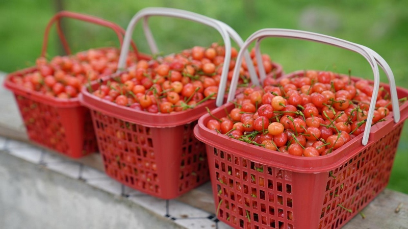 百畝瑪瑙紅櫻桃已經搶“鮮”上市。