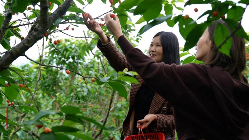 眾多游客前來采摘購買。