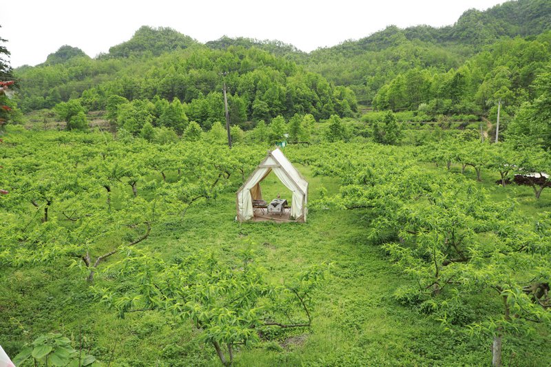 金鳳翠桃種植基地。