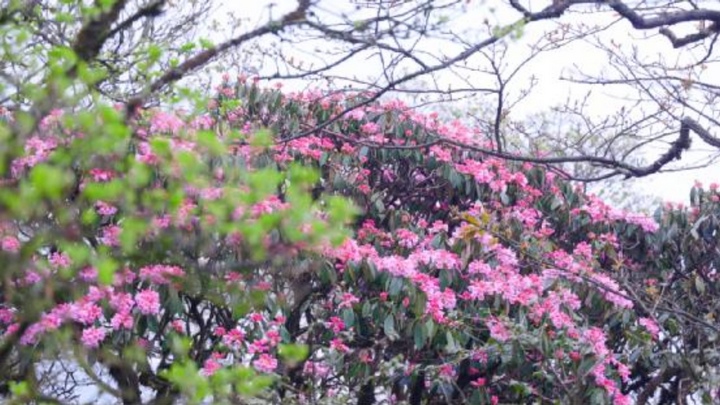梵凈山的杜鵑花。