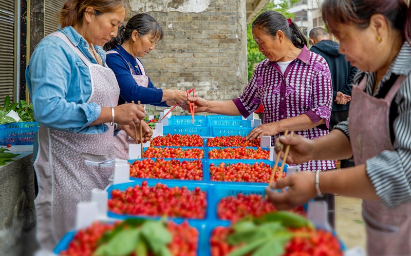 赫章村民幫山東櫻桃收購商挑選櫻桃。李學友攝