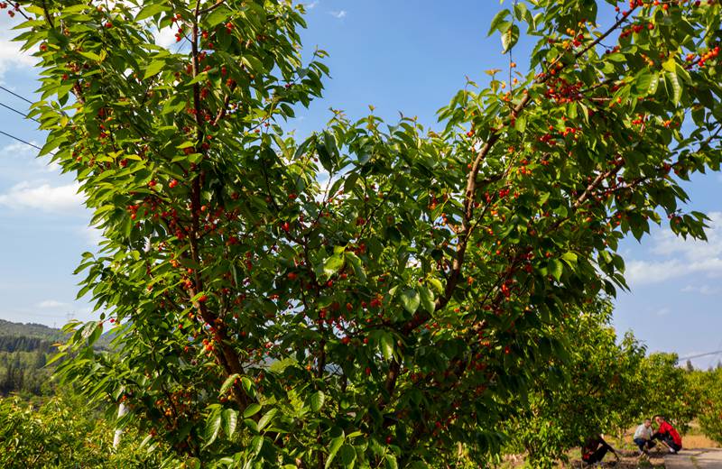 赫章縣六曲河鎮進入采摘期的瑪瑙紅晚熟大櫻。李學友攝