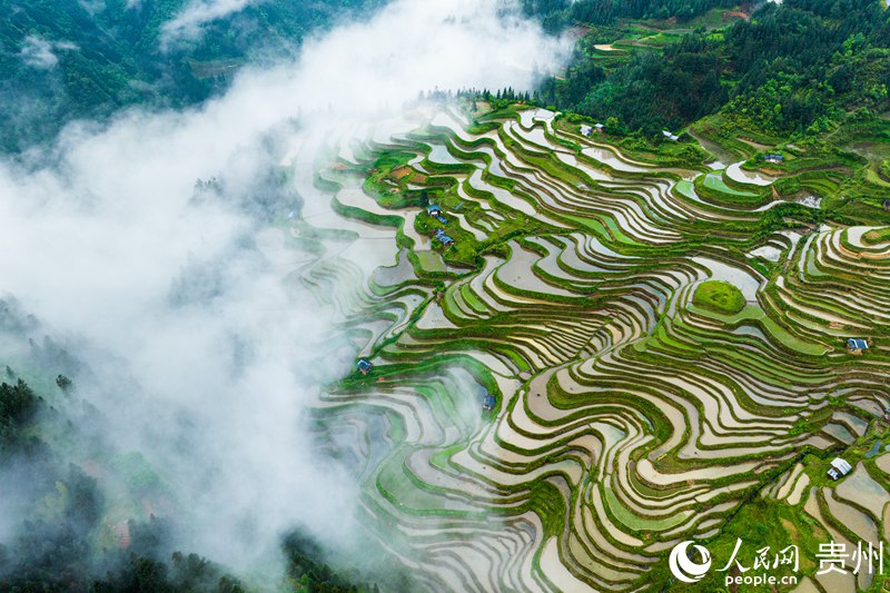 2、航拍貴州省從江縣加榜梯田。人民網 陽茜攝