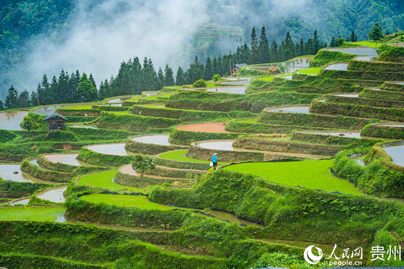 6、云霧中的加榜梯田。人民網 陽茜攝