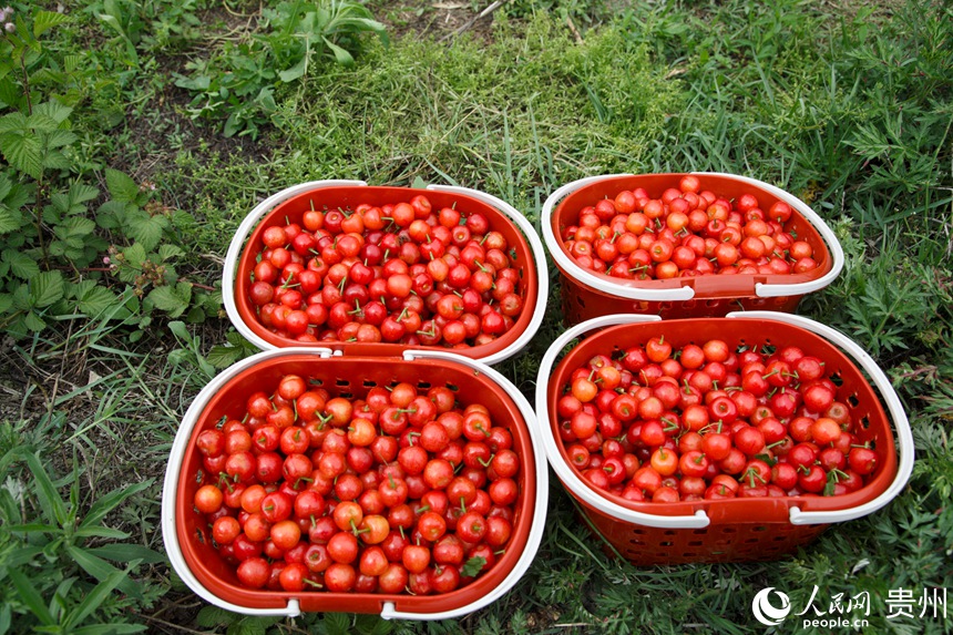 采摘后即將上市的櫻桃。人民網 龍章榆攝