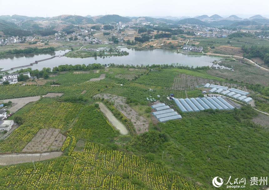 海子社區百畝櫻桃園一角。人民網 龍章榆攝