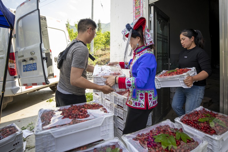 初夏時節，赫章縣六曲河鎮晚熟瑪瑙紅大櫻桃陸續成熟，進入采摘期。這是村民幫收購商裝載晚熟大櫻桃。李學友 攝.jpg