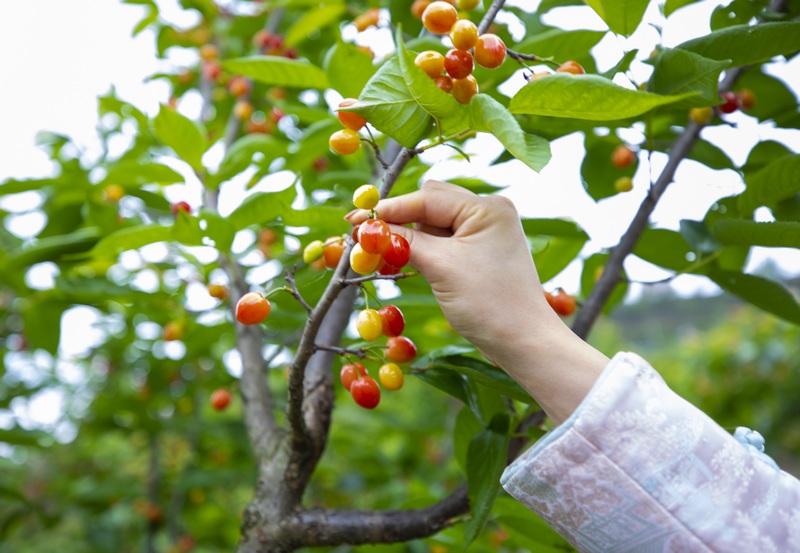 初夏時節，赫章縣六曲河鎮晚熟瑪瑙紅大櫻桃陸續成熟，進入采摘期。這是游客在采摘櫻桃。李學友 攝.jpg