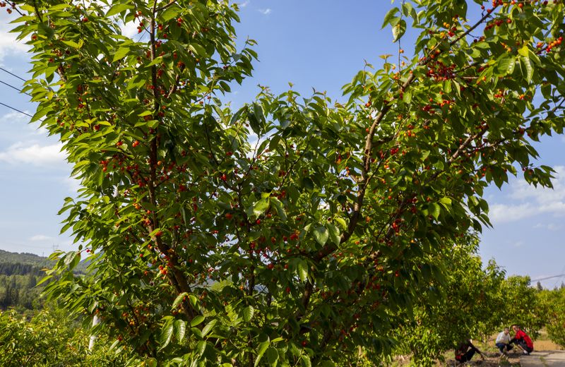 赫章縣六曲河鎮進入采摘期的晚熟瑪瑙紅大櫻桃。 李學友攝.jpg