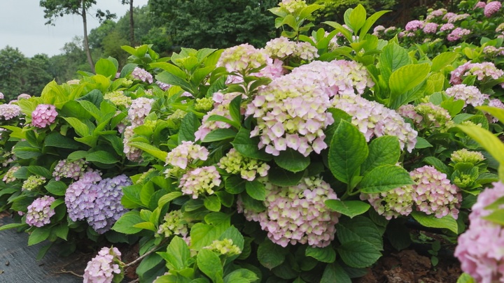 桔鄉花海景區。