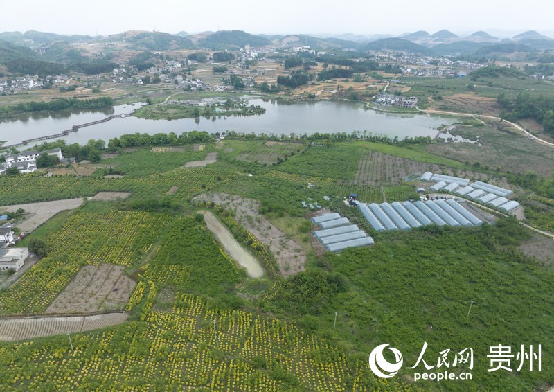 俯瞰百畝櫻桃園。人民網 龍章榆攝