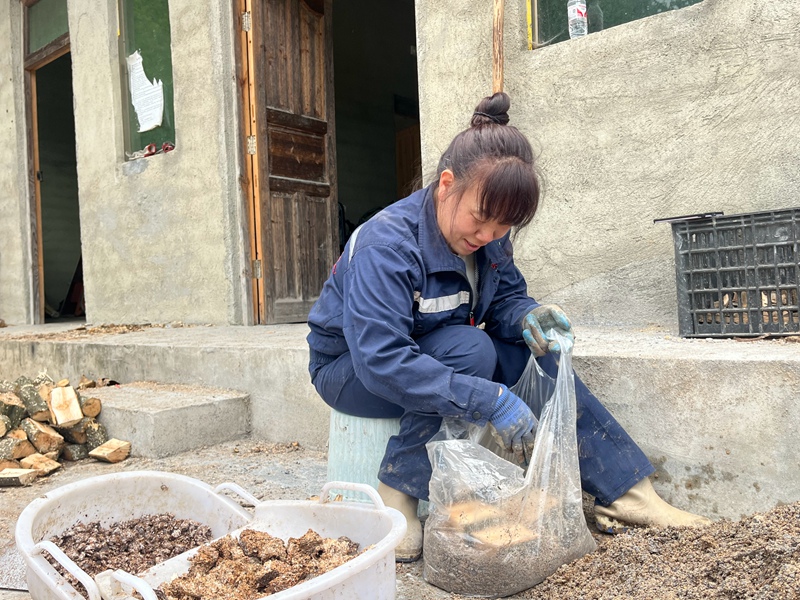 2、葉霞正在裝袋。