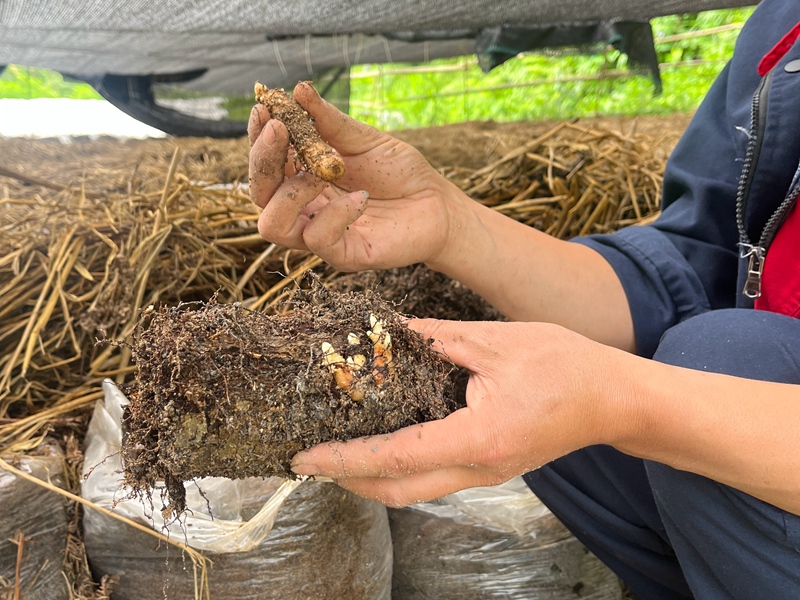 5、培育長出來的天麻零代種。