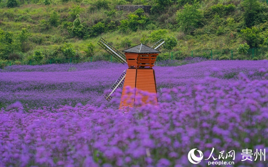 遠處的裝飾風車與紫色花海相得益彰。人民網 陽茜攝