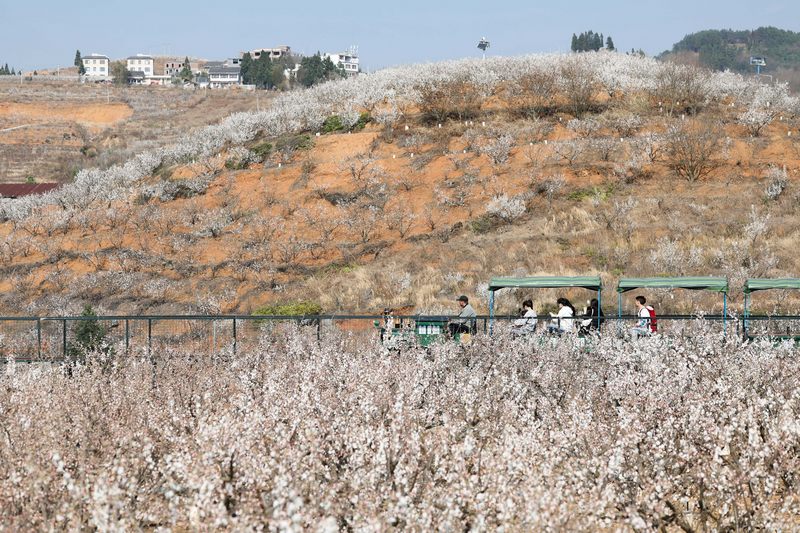 今年春季，陶營村打造的農旅融合配套設施吸引眾多游客體驗。韓賢普攝