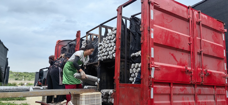 香菇菌棒生產忙。