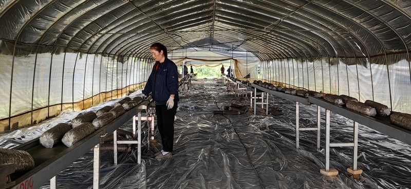 香菇菌棒生產忙。