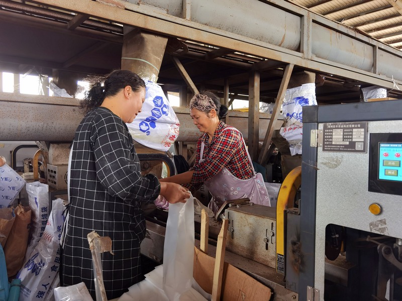香菇菌棒生產忙。