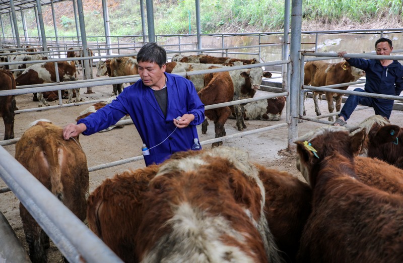 給肉牛打營養針。