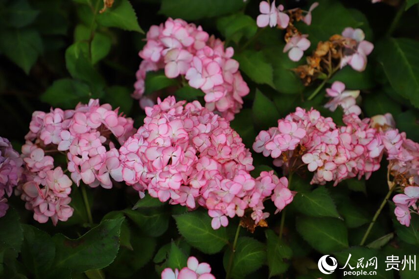 河濱公園內綻放的繡球花。人民網 顧蘭云攝