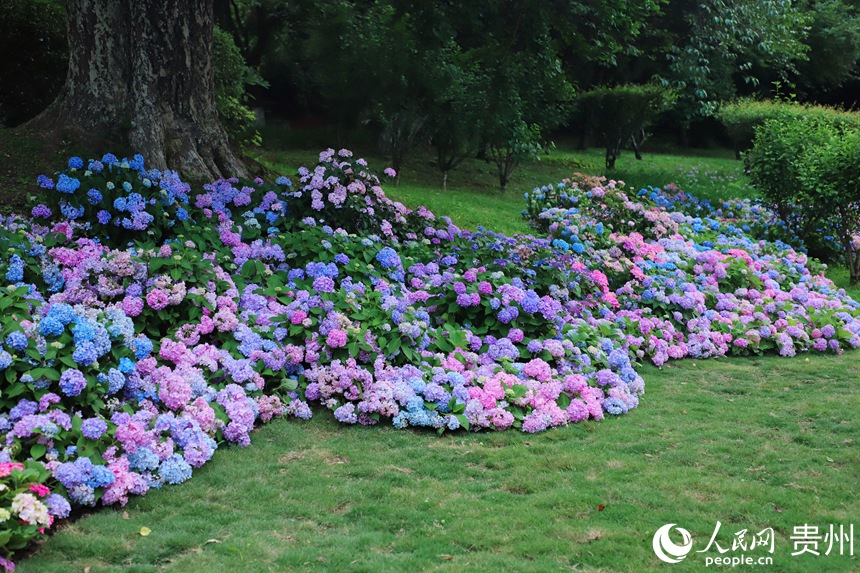 河濱公園內綻放的繡球花。人民網 顧蘭云攝