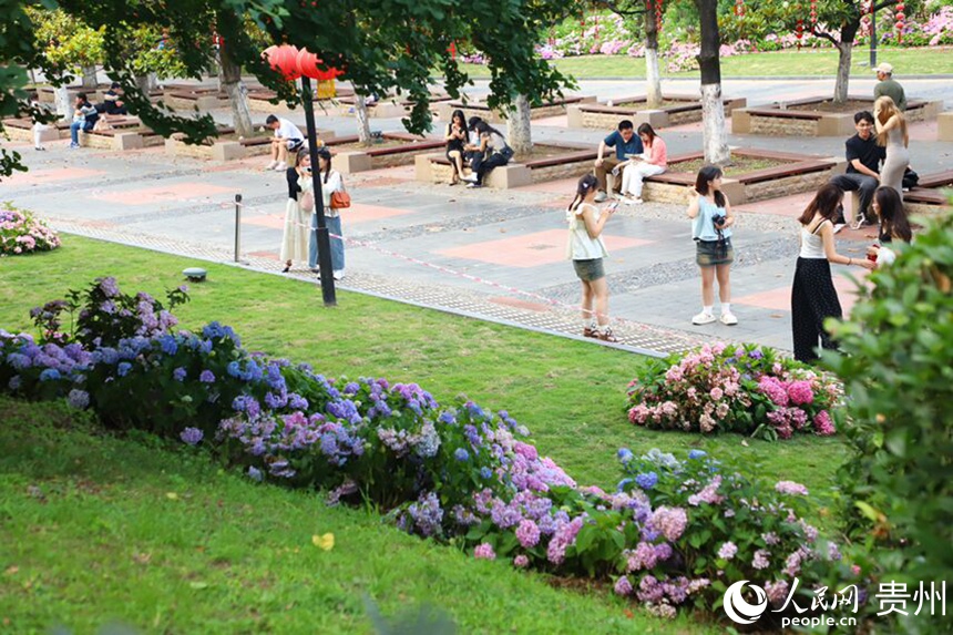 河濱公園內綻放的繡球花吸引市民拍照打卡。人民網 顧蘭云攝