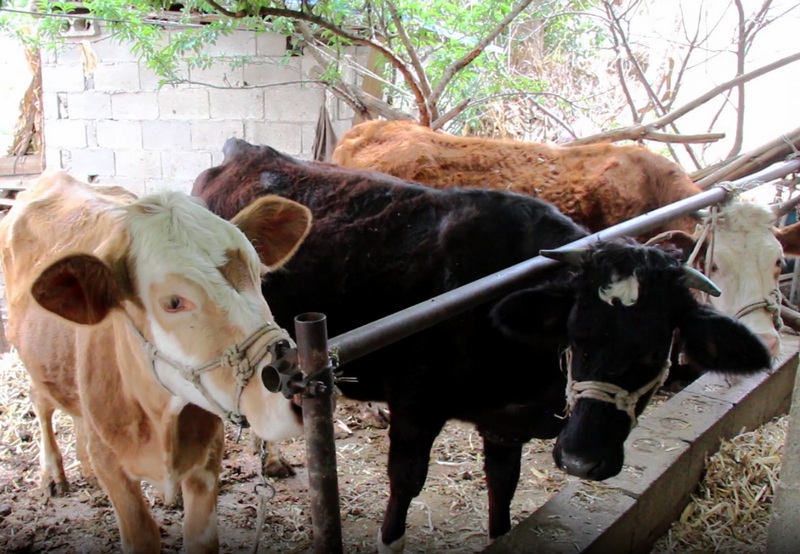 正在喂養牛。卯飛攝
