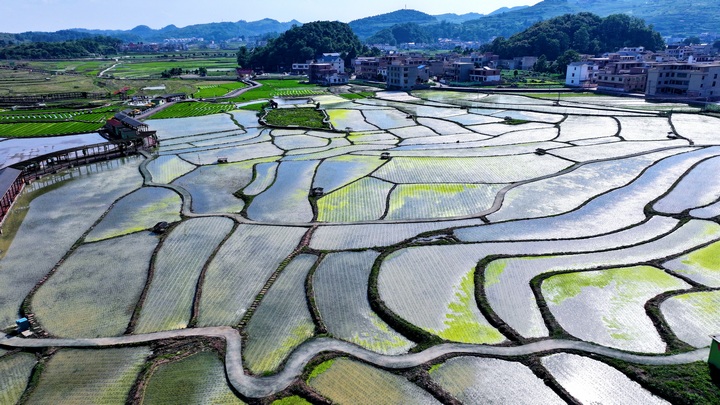 昊禹?稻花鄉里。