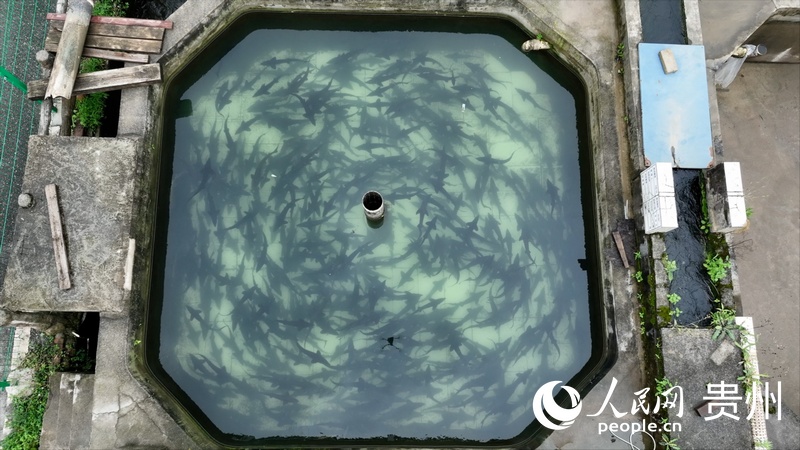 3、航拍貴州省水產研究所鱘魚養殖試驗示范基地。人民網 陽茜攝