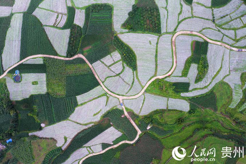 航拍貴州省畢節市大方縣對江鎮石桅村“大方皺椒”種植基地。人民網記者 涂敏攝