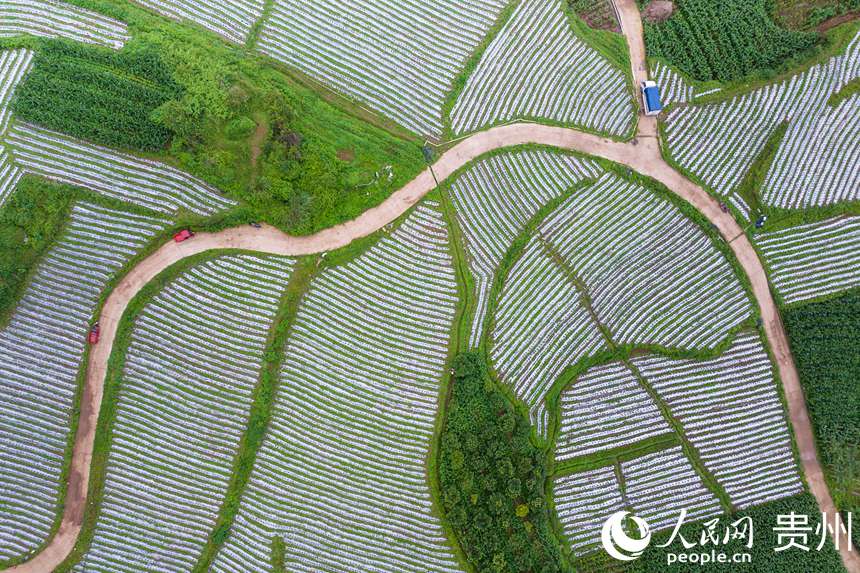 航拍貴州省畢節市大方縣對江鎮石桅村“大方皺椒”種植基地。人民網記者 涂敏攝