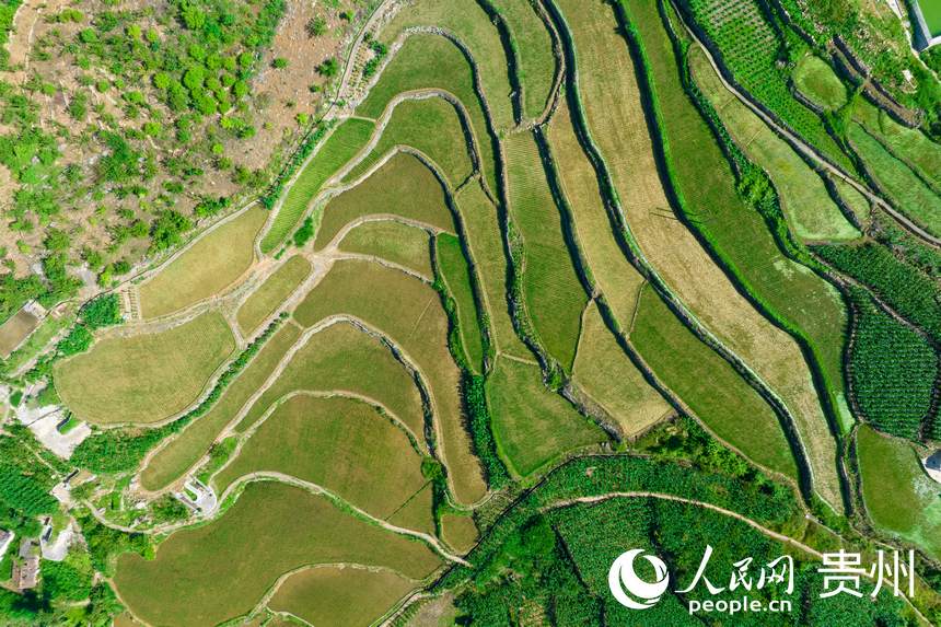航拍貴州省畢節市七星關區生機鎮高流村農田。人民網記者 涂敏攝