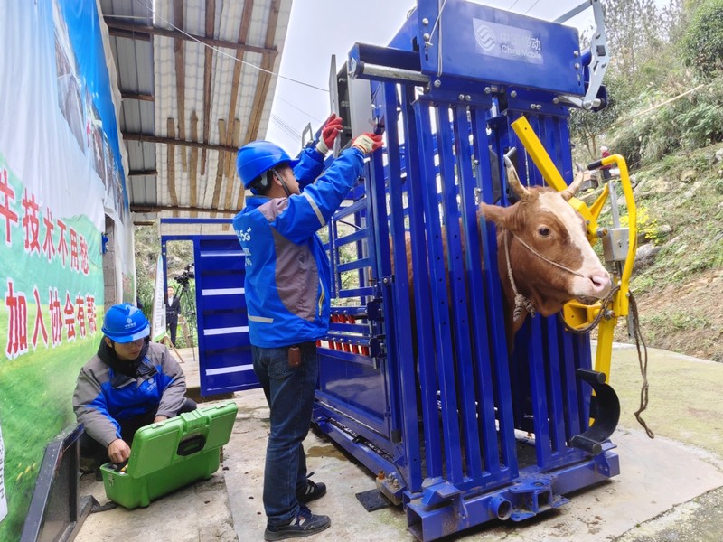 貴州移動打造智慧肉牛養殖系統。