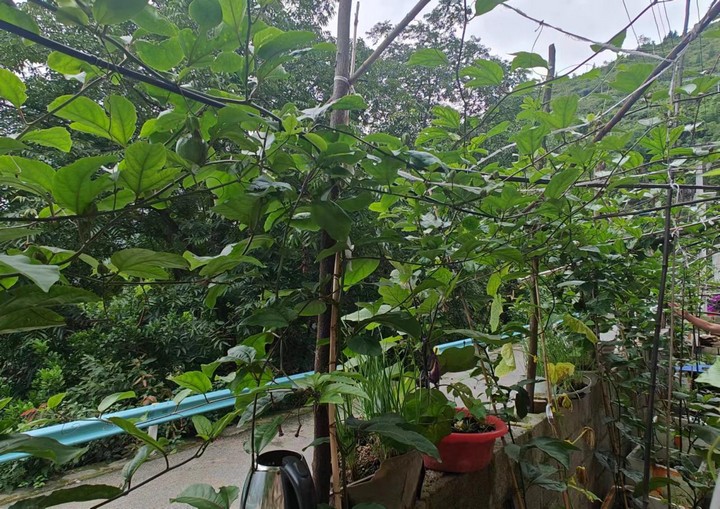 圖為部分百香果樹苗已經開始掛果。