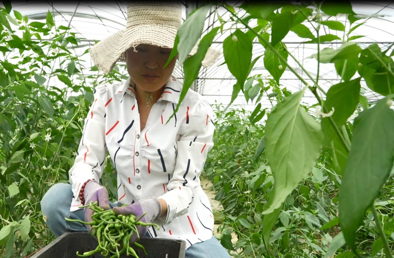正在西河烤煙育苗工場大棚內采摘辣椒。