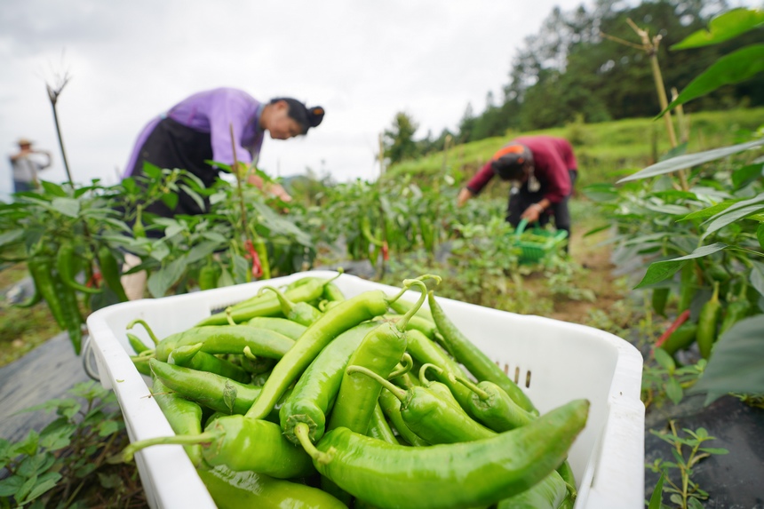 采摘青辣椒。