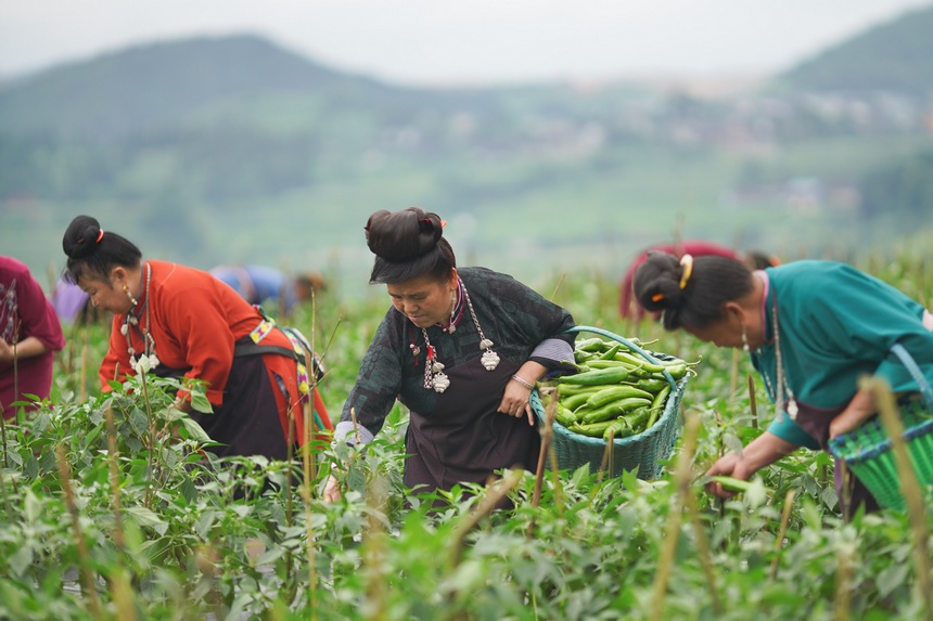 采摘青辣椒。