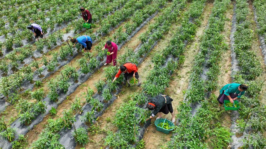 采摘青辣椒。