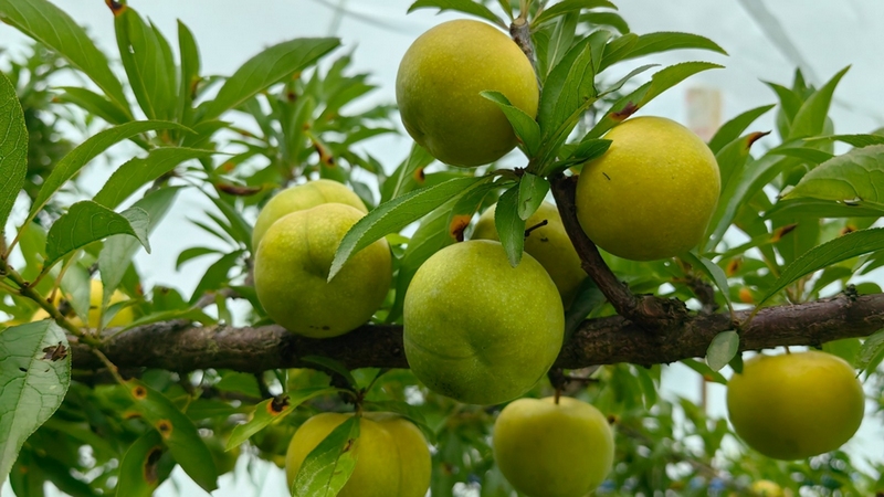 即將上市的青脆李結得密密麻麻，一顆顆色澤鮮艷 修文縣融媒體中心王艷 攝