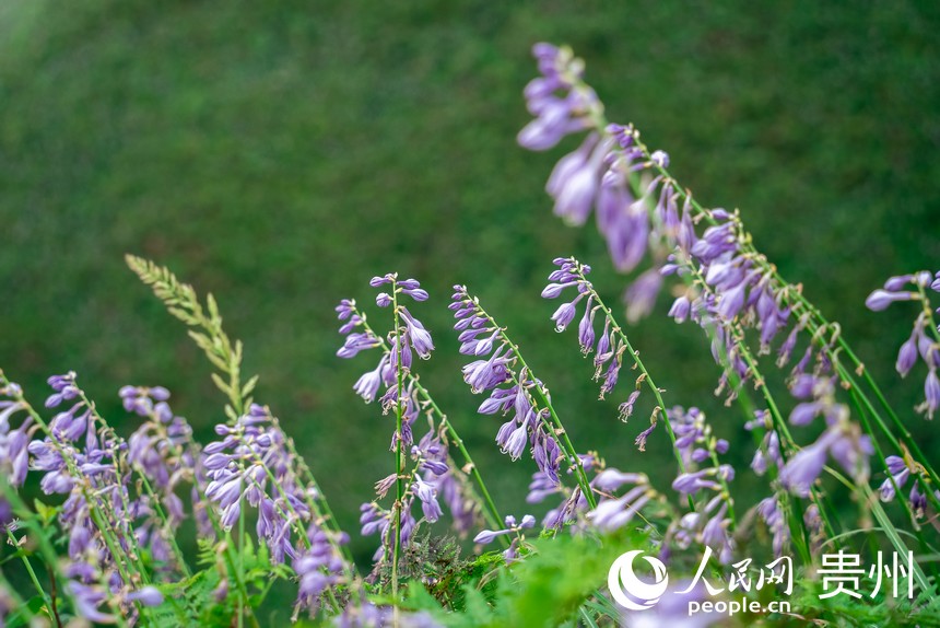 盛開的野生玉簪花。人民網記者 涂敏攝